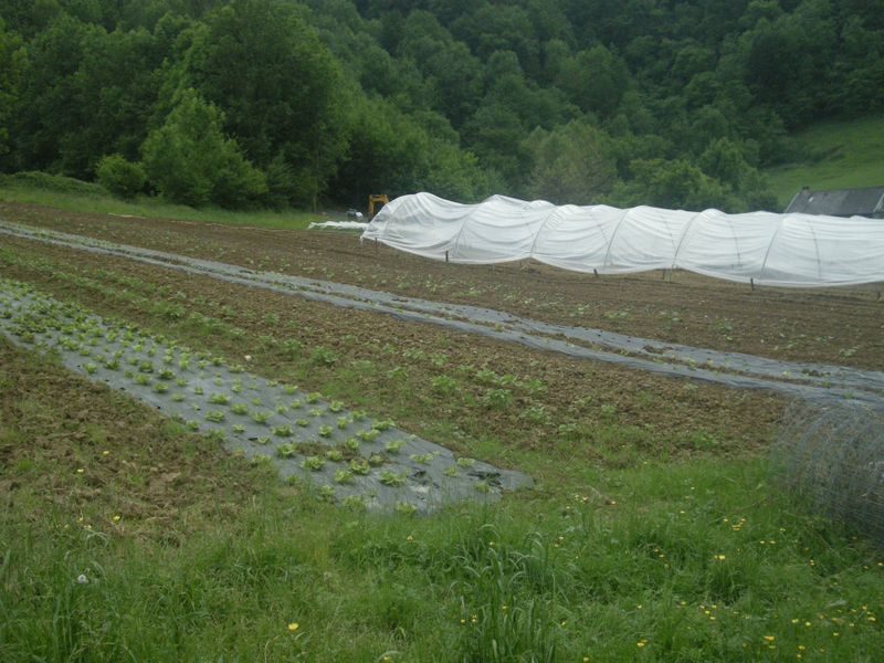 Des-semis-en-pleine-terre